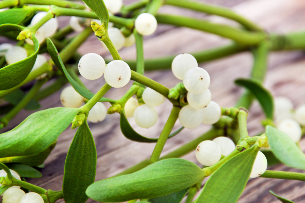 Mistletoe Therapy Cancer Treatment