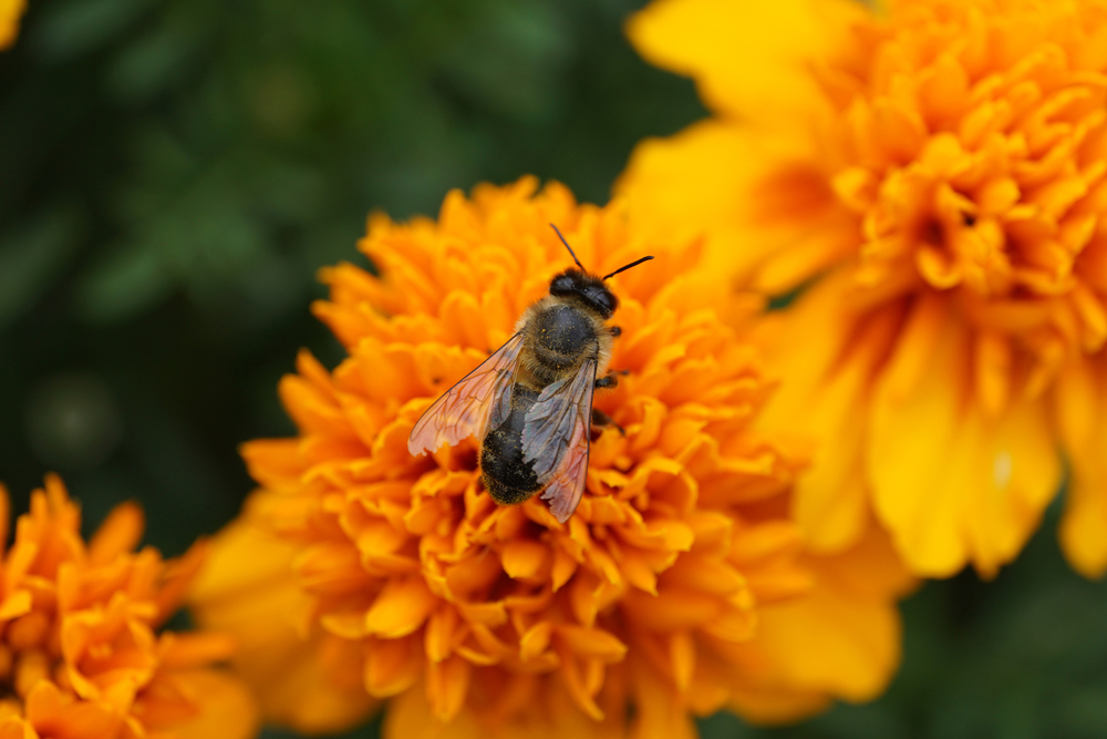 Winnipeg Bee Venom Therapy